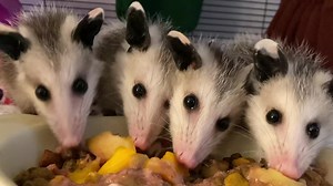 Marsupial Mealtime at Millstone 🐾❤️ #millstonewildlife #nhwildlife #wildlife #animals #wildliferehabilitation #windhamnh #nhrehabilitation #nhanimals #wildliferehab #wildliferehabber #nature #rehabrelease #opossum #opossums | Millstone Wildlife Center