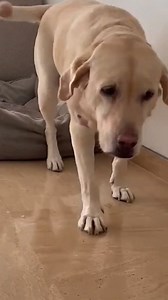 1.2K views · 92 reactions | Massage your senior dog daily. | Dogsvilla | Facebook