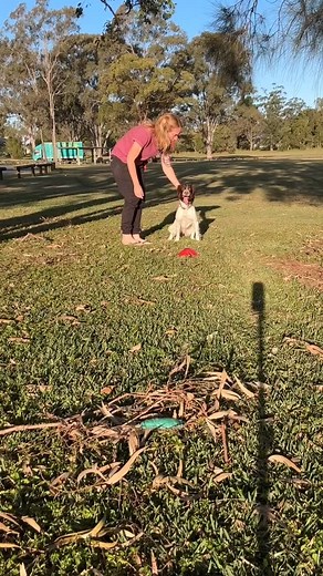 You know we love sniffing here! Sniff It Trail is one of the 5 Scurry Dog games, lots of fun combining scenting with retrieving. Scurry Dog coming soon, join the Scurry Dog Australia Facebook group for updates and info. Link in bio. . . #scurrydog #gundogtraining #gundoggames #dogsports #scentwork #gundogs #gunddogbreeds #springerspaniels #cockerspaniels #labradors #goldenretrievers #germanshorthairedpointers #brittanies #englishsetters #irishsetters #weimeraners #lagattos #activedogs #workingdo