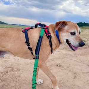 UPDATE: Cashew has an adoption pending! Please help us wish a happy birthday and a congratulations to our sweet Cashew! SENIOR SUNDAY - Cashew turns 11 years old this month and his birthday wish is to finally find a loving and forever home and we would love to be able to grant that wish! Cashew is a Labrador Retriever Mix who weighs 73 pounds. He is currently in one of our amazing foster homes learning all the wonderful things! This handsome, sweet guy needs calm and patient humans who have the 