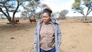 22 reactions | [WATCH] Department of Agriculture, Land Reform and Rural Development media tour to Ms Thabitha Chauke, a young female farmer in the Northam farming area in Limpopo. #womensmonth2023 #dalrrdatwork GCIS Vuk'uzenzele South African Government Watch more here: youtu.be/FOWR-I8eZyY | Department of Land Reform and Rural Development | Facebook