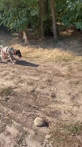 Din "greseala" s-a strecurat si Shakira 🙈, sa urmariti va rog cum isi cauta drumul inapoi spre locul unde ea se simte acasa 🥹 | Kola Kariola