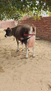 265K views · 15K reactions | Pure jersey cow | jersey cow | pure jersey | jarsi cow | big udder milking cow | Big udder cow | Milking cow | #merasahiwaltv | میرا ساہیوال ٹی وی | Facebook