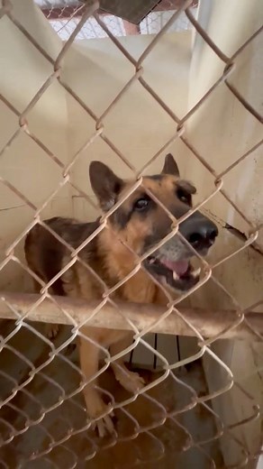 His old man seal bark crushes my heart. Finding placement for senior German Shepherds can feel nearly impossible, and Rafiki is no exception. He’s already spent 74 days in the shelter with no interest from rescues or adopters—just silence. He moves slowly, maybe from arthritis or the early signs of DM, but what’s certain is that he’s hurting in more ways than one. Rafiki deserves more than a cold, concrete kennel—he deserves a soft bed, a gentle touch, and the comfort of a home. Please help give