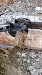 Los pollitos hacen caca con sangre o arrastran las alas tiene cocidiosis intestinal así puede evitarla o curarla | El FLACO POLLO RD
