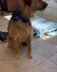 Look how adorable Ralphie is! He is about 4 years old and a terrier mix. He is super sweet and gets along with other dogs. He is handsome, smart, and would be the most loyal friend. For some reason, he keeps getting overlooked. Come and meet Ralphie & you’ll fall in love. 😍 🐾 | Kent Animal Shelter