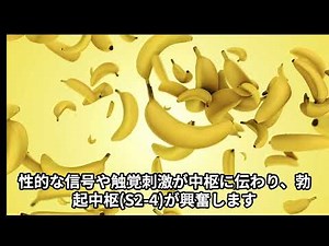 勃起のメカニズム ＃人体 ＃教育 ＃医療 ＃学習 ＃エロなし ＃解剖生理学