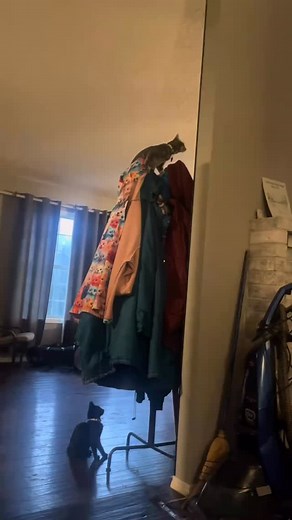 Me, sitting innocently on my couch writing, look over to see Clover jump up and vertically scale the coats to reach the top of the rack. Where she sat for some time. Her sister, Violet, stares up at her longingly. She tried her hardest to get up there but only succeed in knocking over a clock and there picture frames. Taking bets on how many times our Christmas tree gets knocked down this year. 😂 Kittens are fuuun. #cats #kittenantics #reels | Sharon M. Peterson