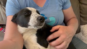 Snuggles with Maria ❤️ She likely hasn’t had a lot of handling but she’s so sweet and getting more comfortable by the day. This darling girl is another littermate to our border collie/Cattledog litter. She was given away before the pups came to us but then returned. This beauty and her siblings are three month old pups from a sweet, beautiful stray border collie mama and a handsome Cattledog papa. Mama Bella joined us today too (scroll through our photos to see her) and daddy has a home. Availab