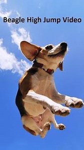 Beagle High Jump Video,Beagle enjoying the meeting, gossip & doing exercise