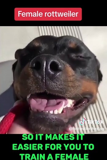 Female rottweiler