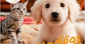 nintendogs   cats : meilleur prix, test et actualités