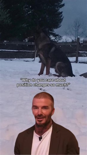 Anyone else…or just us? 🤤 Many sports, including AKC open and utility, FCI obedience, French and Mondio ring and IGP all have position changes in some form. If you’re involved in any of those are hope to be one day, join Shade Whitesel, and in 6-weeks, your dog can be on their way to nicer position changes—whatever level you’re at in training them. Check out OB340: Strike a Pose - Fabulous Positions! Running now. Class 🔗 in comments. #fenzidogsportsacademy #ilikenicethings #idolikenicethings #