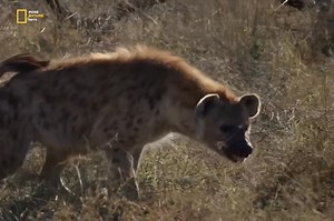 Lion vs Hyena - Hindi Documentary Part 2 #animals #jungle #wildanimals #survival #documentary #purenaturehdtv | Pure Nature HDTv
