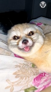 51K views · 1.1K reactions | An excited domestic fox with beautiful smile Partner: nora_liskin | Earth Wonders | Facebook