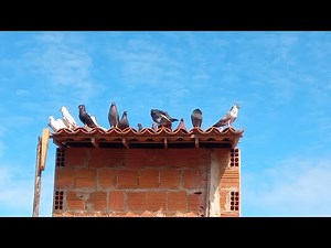 Nasceram mais POMBOS!!!