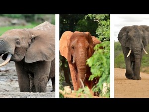 Exploring the African Elephant - A Closer Look at the World's Largest Land Animal!