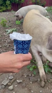 BREAKING NEWS: The ASPCA is assisting with the rescue of nearly 50 dogs in a suspected dogfighting case in Kansas. When we arrived at the scene, we found some dogs tethered down with chains and nearly all had scars littered across their bodies. We are currently providing medical care, collecting evidence and transporting the animals to a place where they can finally feel safe. Please make an urgent gift today to help us to continue all our lifesaving efforts. | ASPCA