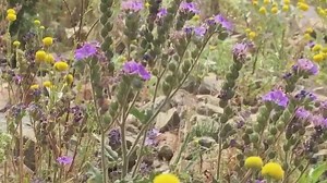 Winter showers bring stinging flowers: Meet scorpion weed