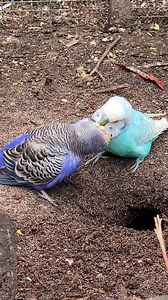 Those awkward first kiss* feels 😅 *note: definitely not the first kiss. She's been hard at work digging, and he's giving her a feed. #accessibility video description: a dark blue female budgie and a lighter blue male are next to the hole she has been digging, and he is attempting to feed her. They turn their heads awkwardly in the same directions a couple of times before figuring it out. | Little Beaks