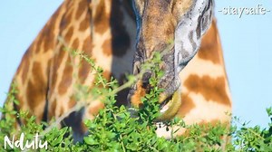 Stay safe, stay connected with wild moments from Ndutu - Ngorongoro Conservation Area. Video by @samnsyuka | Ngorongoro Conservation Area Authority