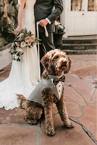 Gray Dog Wedding Tuxedo With Bow Tie: Custom Fit Formal Wear - Etsy