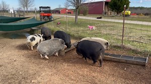 Because FOMO (fear of missing out) is alive and well in the pig pasture, breakfast is always a round robin event. 🤪💕 | Frog Song Farm Sanctuary