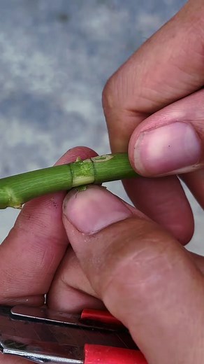 2.2K views · 37 reactions | How to cut roses in plastic bottles #rosegarden #rosegarden #plantingseeds #plantingroots #growing #growingtree #anthurium #anthuriumhybrid #flowerplant #flowers #roseflower #Growing #Planting #FlowerPlant #Anthurium #plantingroots #roses | MasterYii-9 | Facebook