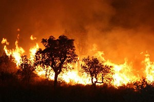 Tizi Ouzou : un mort et deux blessés dans des feux de forêts