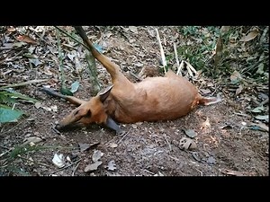 Wild trap Amazing easy deer trap to catch in the Jungle work 100%