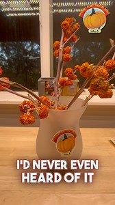 Mystery Plant REVEALED! I’ve finally managed to talk my mystery neighbor Doug into sitting down with me and answering the BIG QUESTION. WHAT IS THIS MYSTERY PLANT! Find the full video of our sit down in my linktree above! #mpt3k #garden #flowers #plants #nature #gardenlife #flower #gardendesign #growyourown #gardener #gardeninspiration #growyourownfood #gardens #plant #organic #mygarden #homegrown #gardenlove #plantsmakepeoplehappy #stardewvalley #mysteryplanttheater3000 | Kristofer Adams