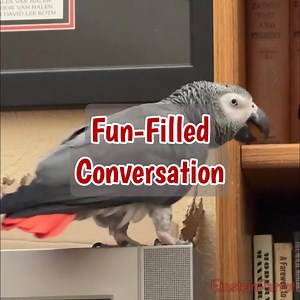 Einstein is full of chatter, curiosity, and sweetness as he chats with Jeff in this amusing conversation! From naming colors and asking about water to offering kisses and raspberries, he keeps the energy high. He even gives a special shoutout to a penguin and reminds everyone to eat their lunch—especially the sweet corn! With playful games of peekaboo, a little dancing, and a “bombs away” moment, Einstein’s charming personality shines. Don't miss this delightful chat between Einstein and Jeff! |