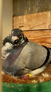 13K views · 370 reactions | Beautiful Female Pigeon | Pigeons Lovers of all kinds | Facebook