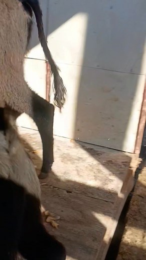 1.3K views · 26 reactions | My new girls  | Saun St Romain | Facebook