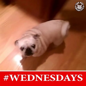 223K views · 4.3K reactions | AMIRITE | The Pet Collective | Facebook