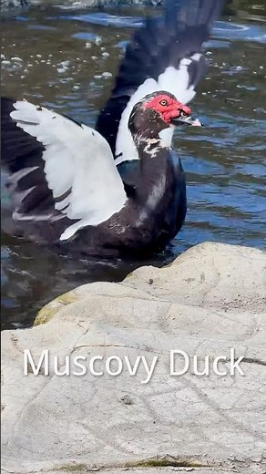 Muscovy Duck，the silent survivor, a quirky and resilient waterfowl of nature !