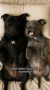 57K views · 1.5K reactions | It’s been a hard day today for Molly, she’s been singing  frozen songs all day on repeat with the kids  藍 #MollyAndStanley #funnyreels #funnyvideos #fblifestyle #funnydogs #staffy | Staffy Lover | Facebook