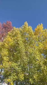 3.2K views | Greer Lodge Resort & Cabins on Reels | Facebook