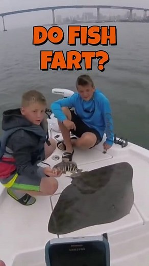 This big ole butterfly ray ripped a big, sloppy fart on its way off the boat deck in the San Diego Bay. #fish #fishing #stingray #saltwaterfishing #oceanfishing #californiafishing #sandiegobay | Arizona_Anglers - See More Fishing