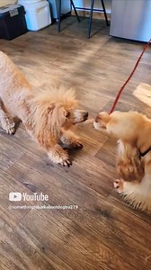 Cocker Spaniel vs. Poodle ~Battle of the sexs. Who won?? #cockerspaniel #poodle #dogtraining #dogtrainer #dogmom #doglover #ncdogtrainer #challenge #playtime #fun | Something To Bark About Dog Training