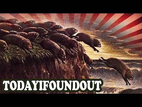 Do Lemmings Really Commit Suicide?