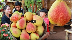 Sweet pears fruit juice Pears fruit drinking for my brothers Pears - Natural TV Cooking | Heaven of Eating