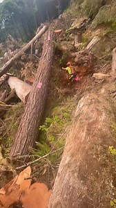 2.3K views · 24 reactions | One hand for safety 駱 #fyp #chainsaw #helicopter #logging | James Cox | Facebook