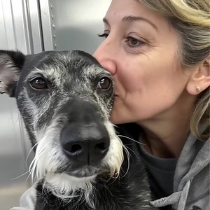 4.9K views · 87 reactions | J'AI ADOPTÉ LE PLUS VIEUX CHIEN DU...
