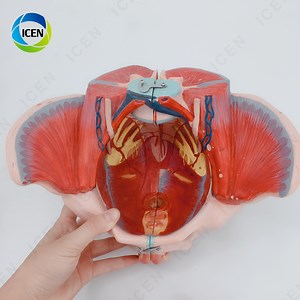 [Hot Item] in-M6 Model Pelvis Manusia Perempuan Anatomi Pelvis dengan Otot Dasar Panggul 4 Komponen