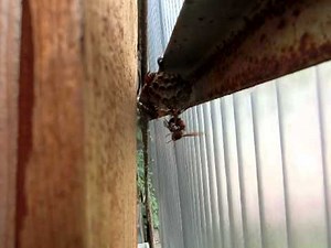 アシナガバチをヒメスズメバチが襲う