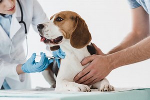 Dog owners warned of parvovirus outbreak