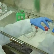 Video: Autologous Endothelial Progenitor Cell-Seeding Technology and Biocompatibility Testing For Cardiovascular Devices in Large Animal Model