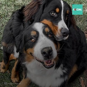 22K views · 1.6K reactions | Ces chiots sont particuliers mais en même temps ils se ressemblent car ils ont vécu dans la rue et ont dû réapprendre à faire confiance aux humains. Désormais, cette femme est la plus heureuse du monde avec eux. | Social | Facebook