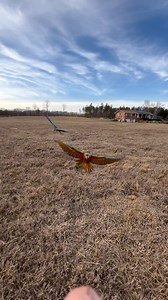 12K views · 729 reactions | Luffy and Zoro enjoying this nice weather! | Straw Hat Parrots | Facebook